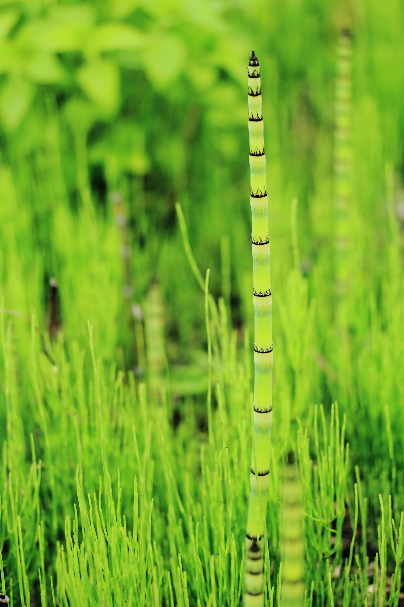 Canon EF-S 60mm F2.8 Macro USM sample photo. Img photography