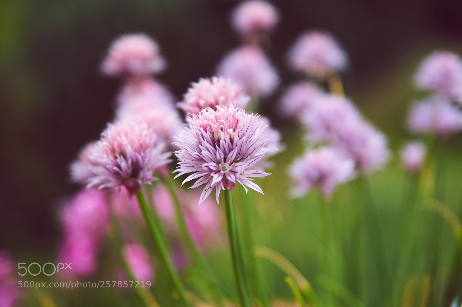Sony SLT-A58 sample photo. Shallot flowers photography