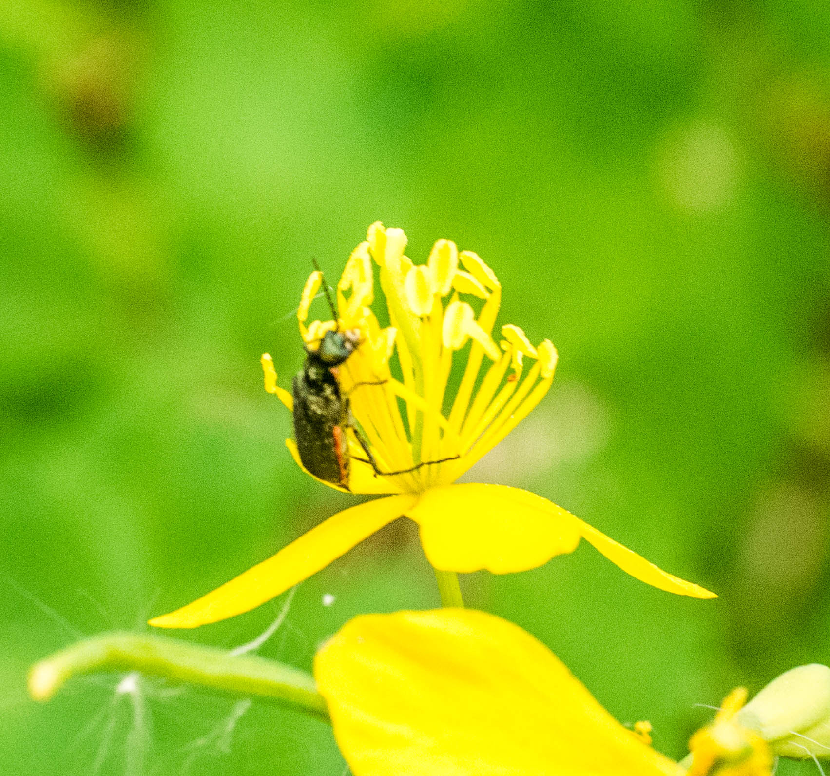 Panasonic DMC-G81 sample photo. P photography