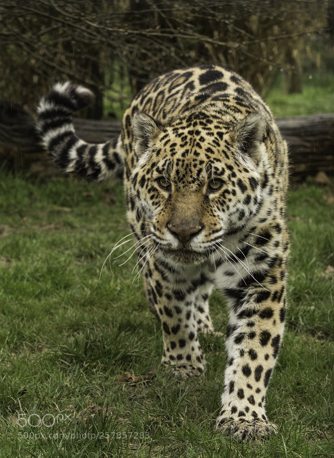 Nikon D5 sample photo. Jaguar series photography