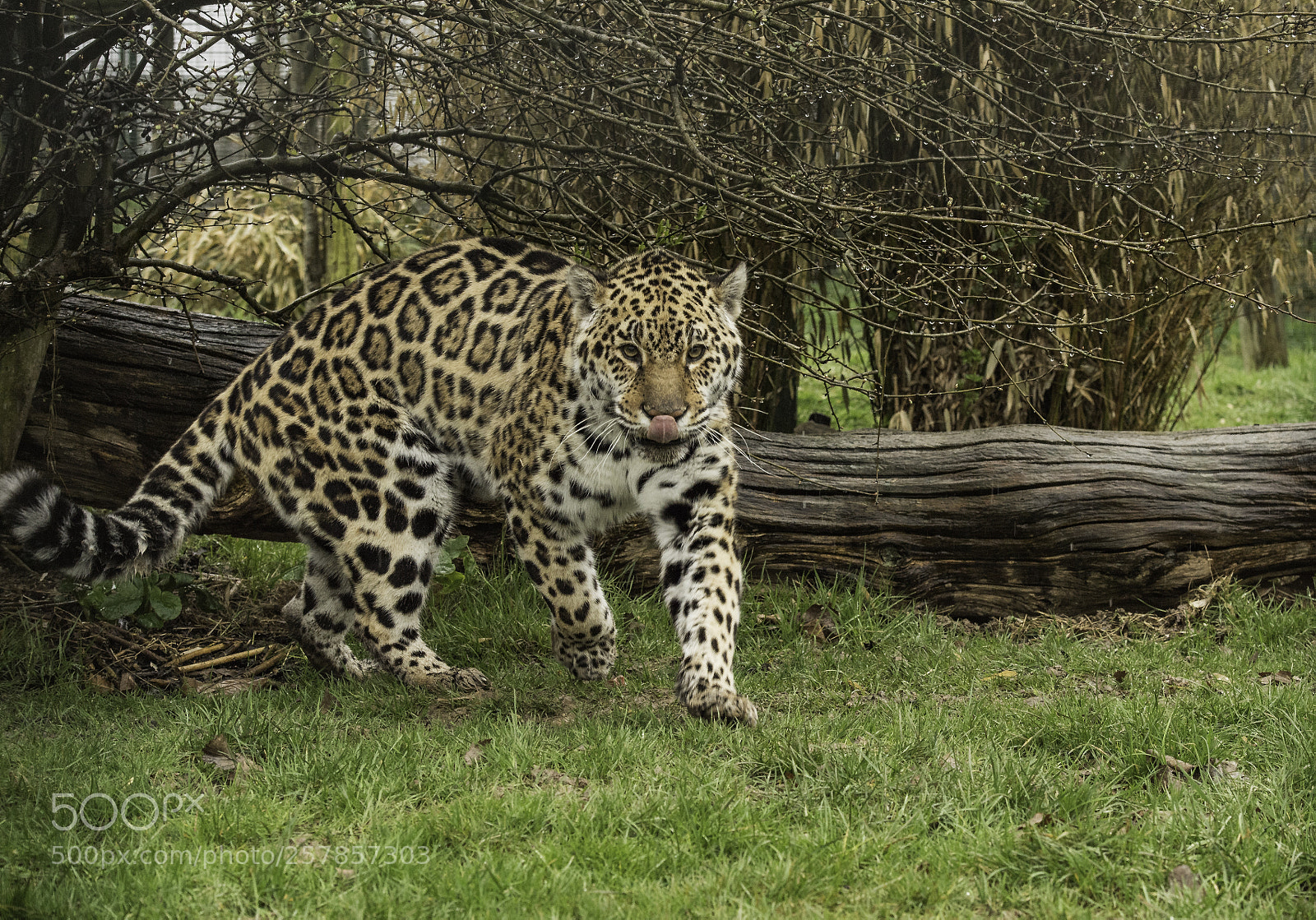 Nikon D5 sample photo. Jaguar series photography