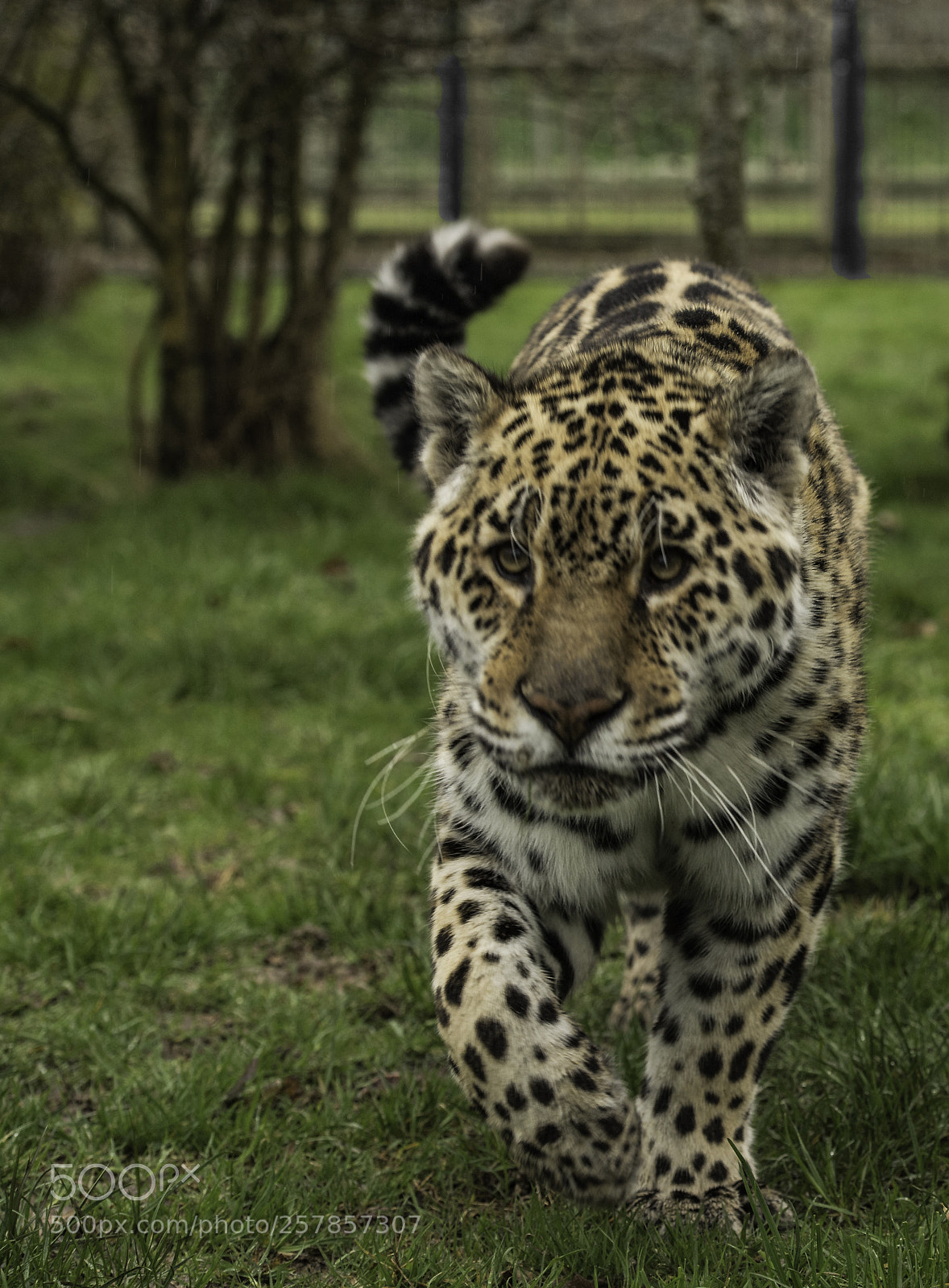 Nikon D5 sample photo. Jaguar series photography