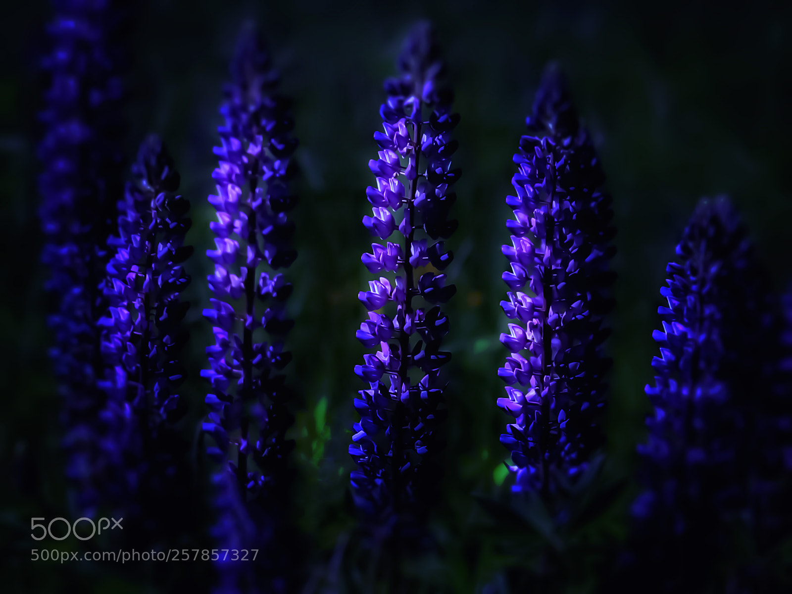 Canon EOS 7D sample photo. Blue lupines on the photography