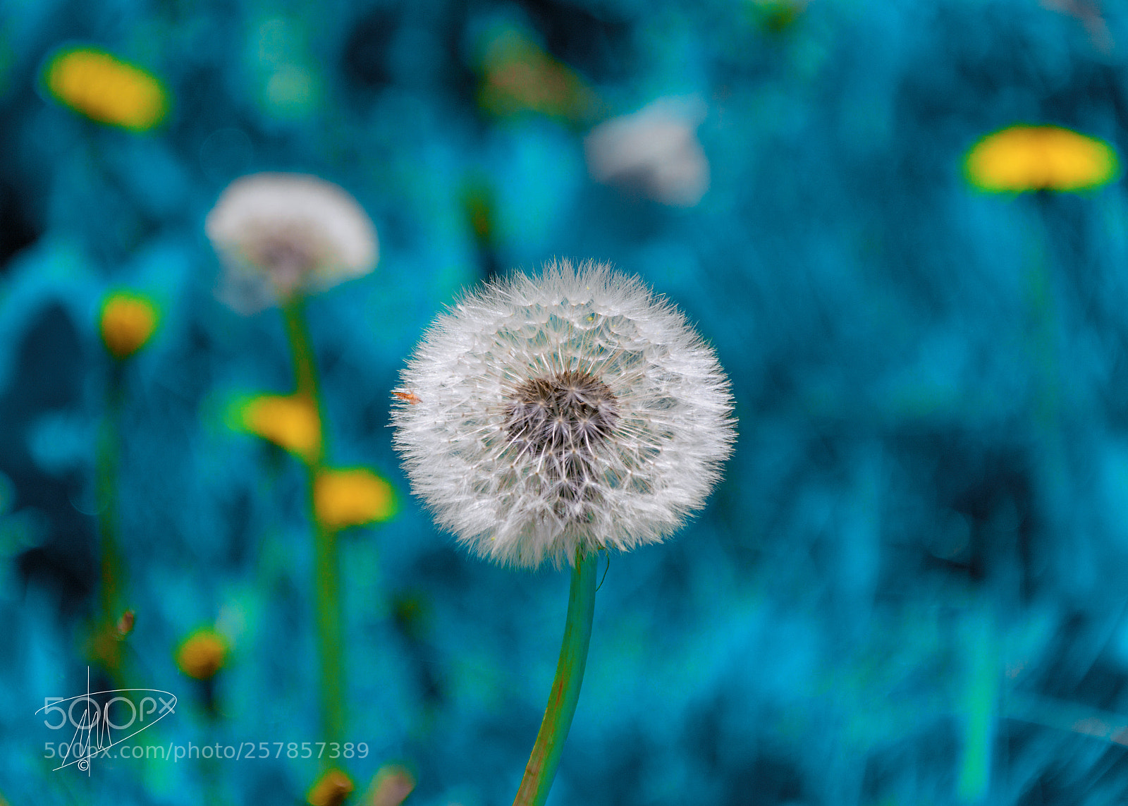 Nikon D3200 sample photo. Soffione in blu photography