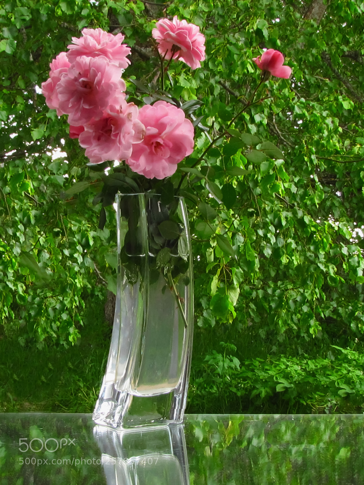 Canon PowerShot SX20 IS sample photo. Pink roses on a photography