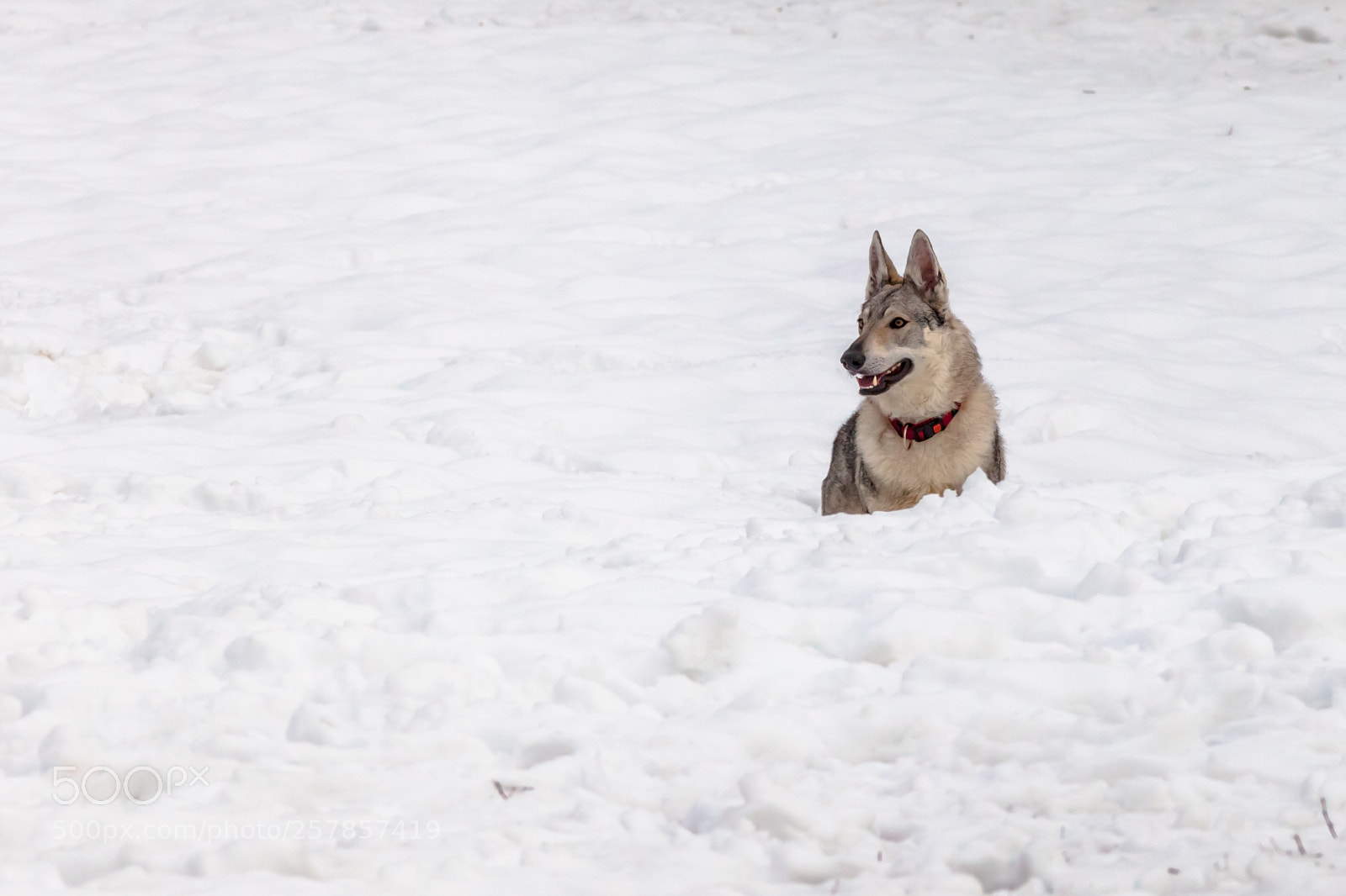 Canon EOS 5D Mark II sample photo. Wolf dog photography