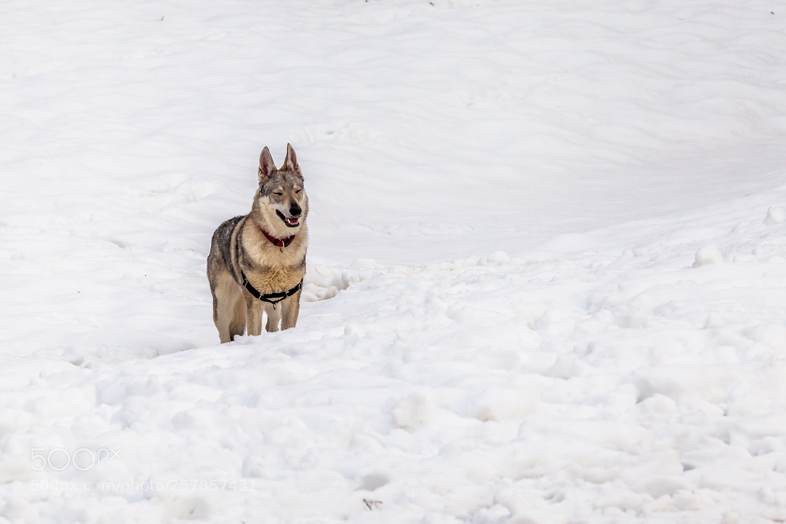 Canon EOS 5D Mark II sample photo. Dog in the snow photography