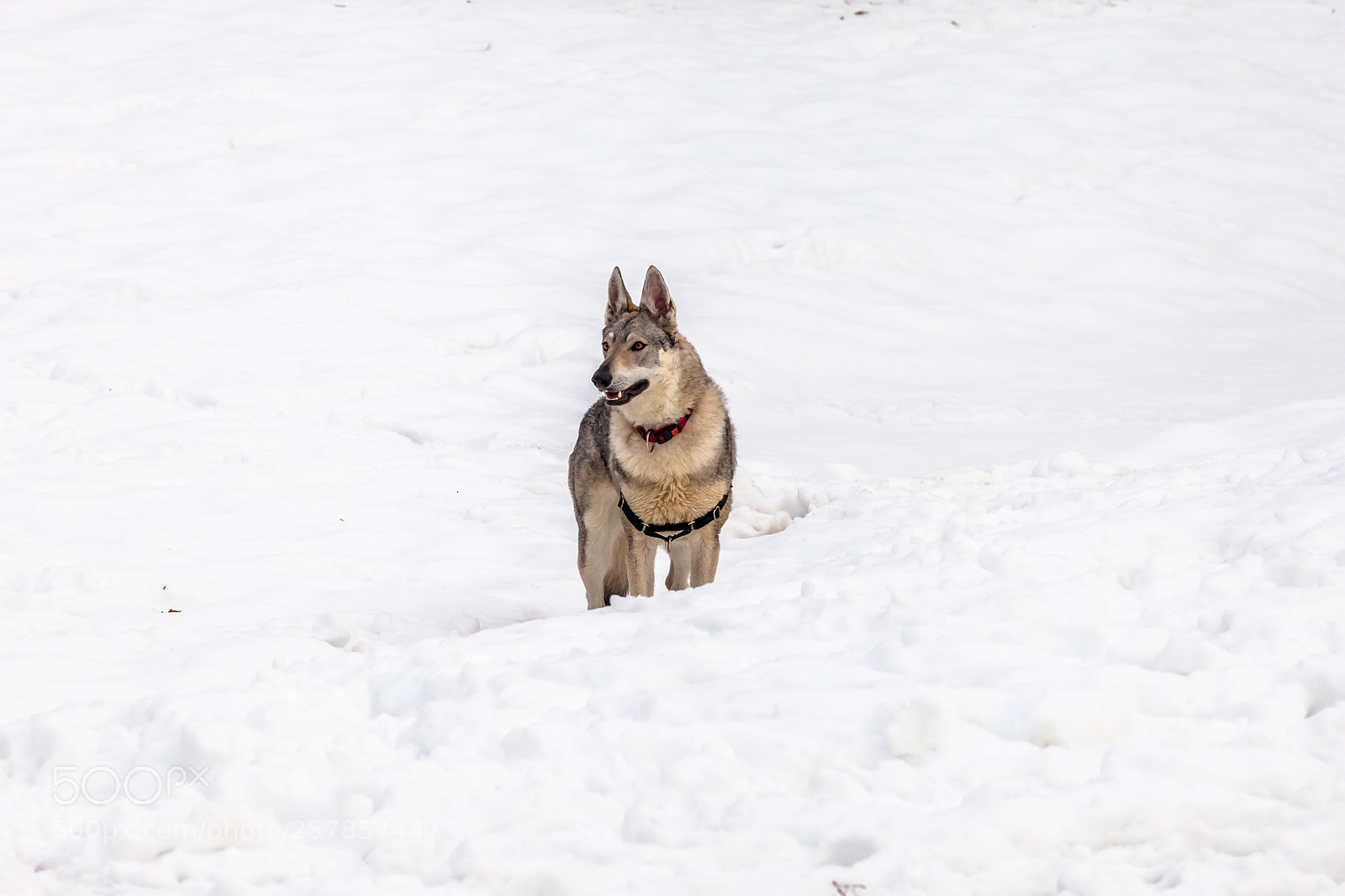 Canon EOS 5D Mark II sample photo. Czechoslovakian wolf dog photography