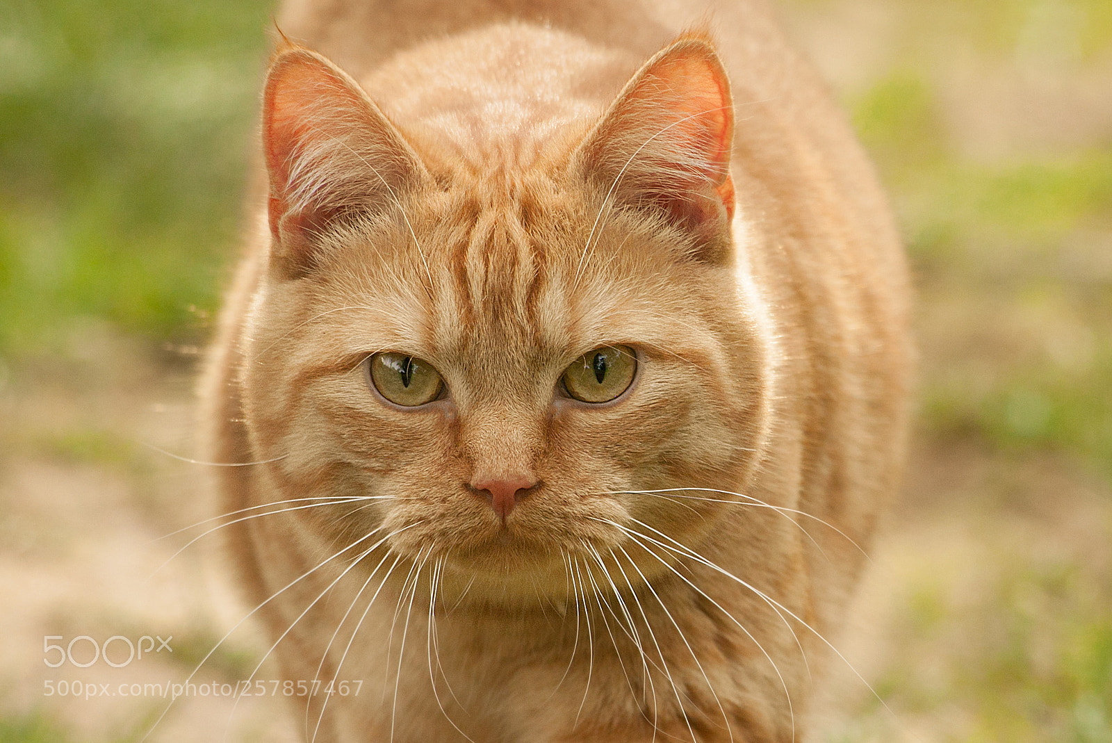 Canon EOS 50D sample photo. Tiger .... photography