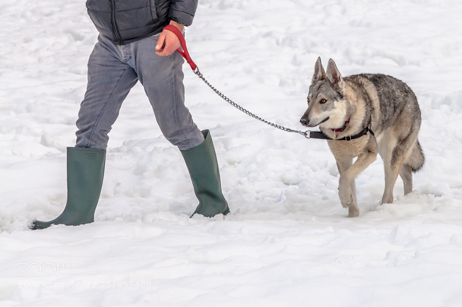 Canon EOS 5D Mark II sample photo. Walking with dog photography