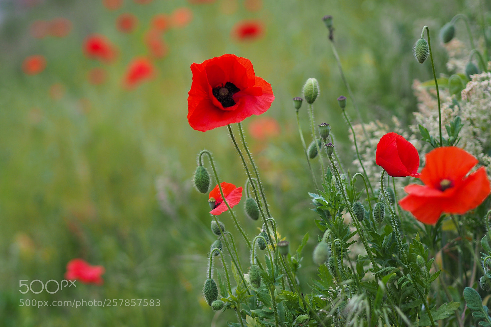 Olympus OM-D E-M10 II sample photo. Poppy  photography