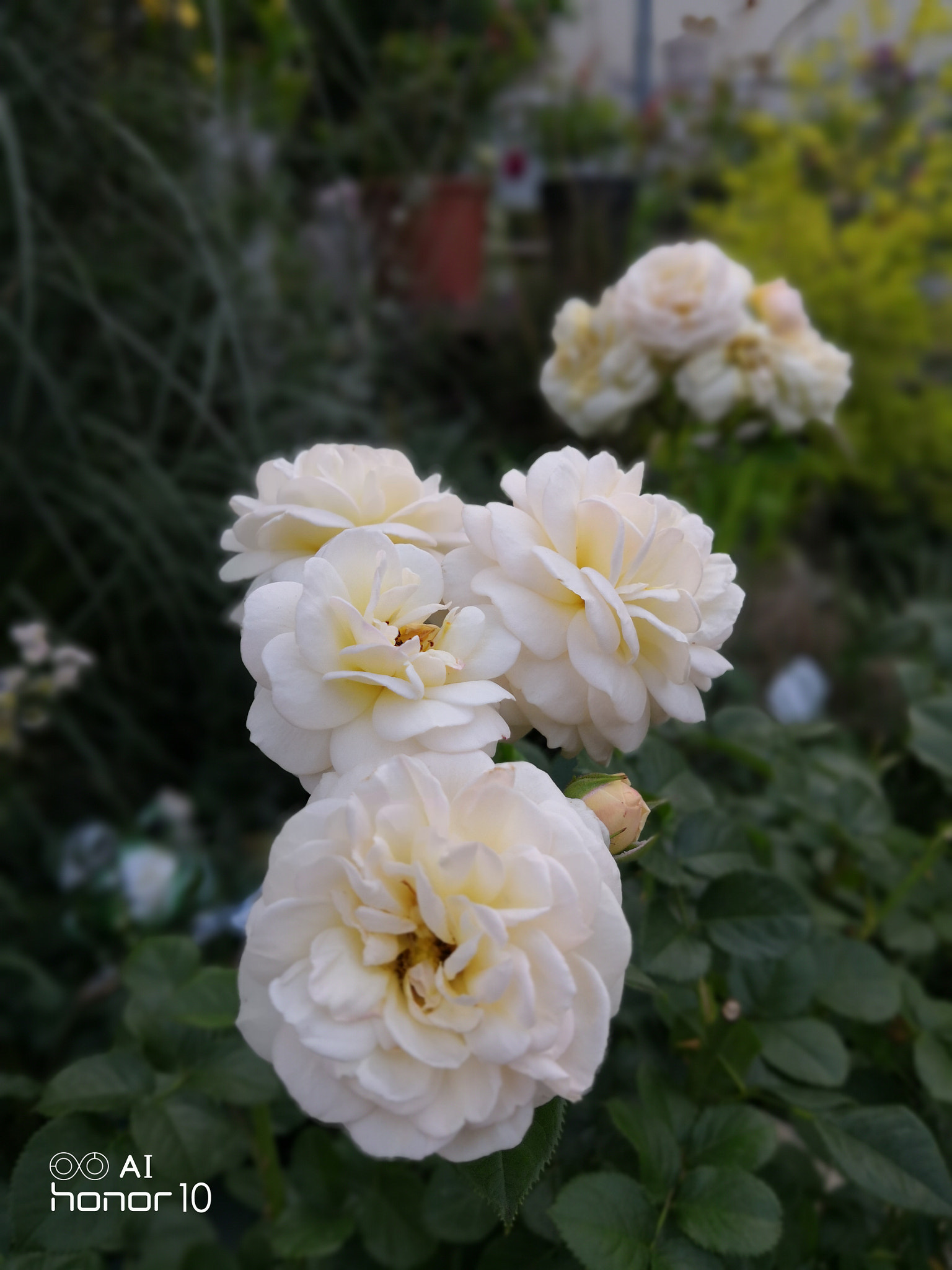 HUAWEI Honor 10 sample photo. White rose photography