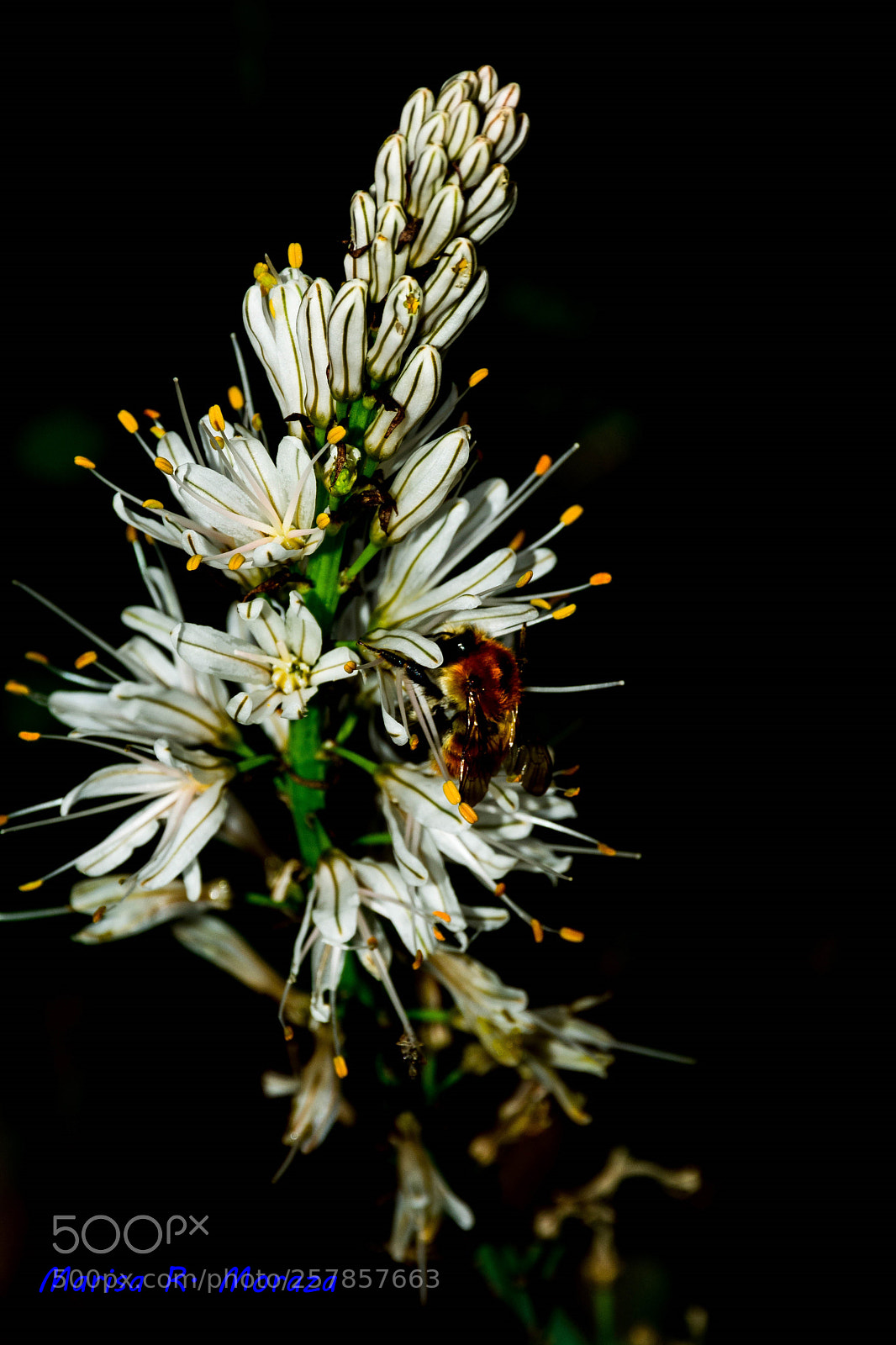 Nikon D7100 sample photo. Belleza natural photography