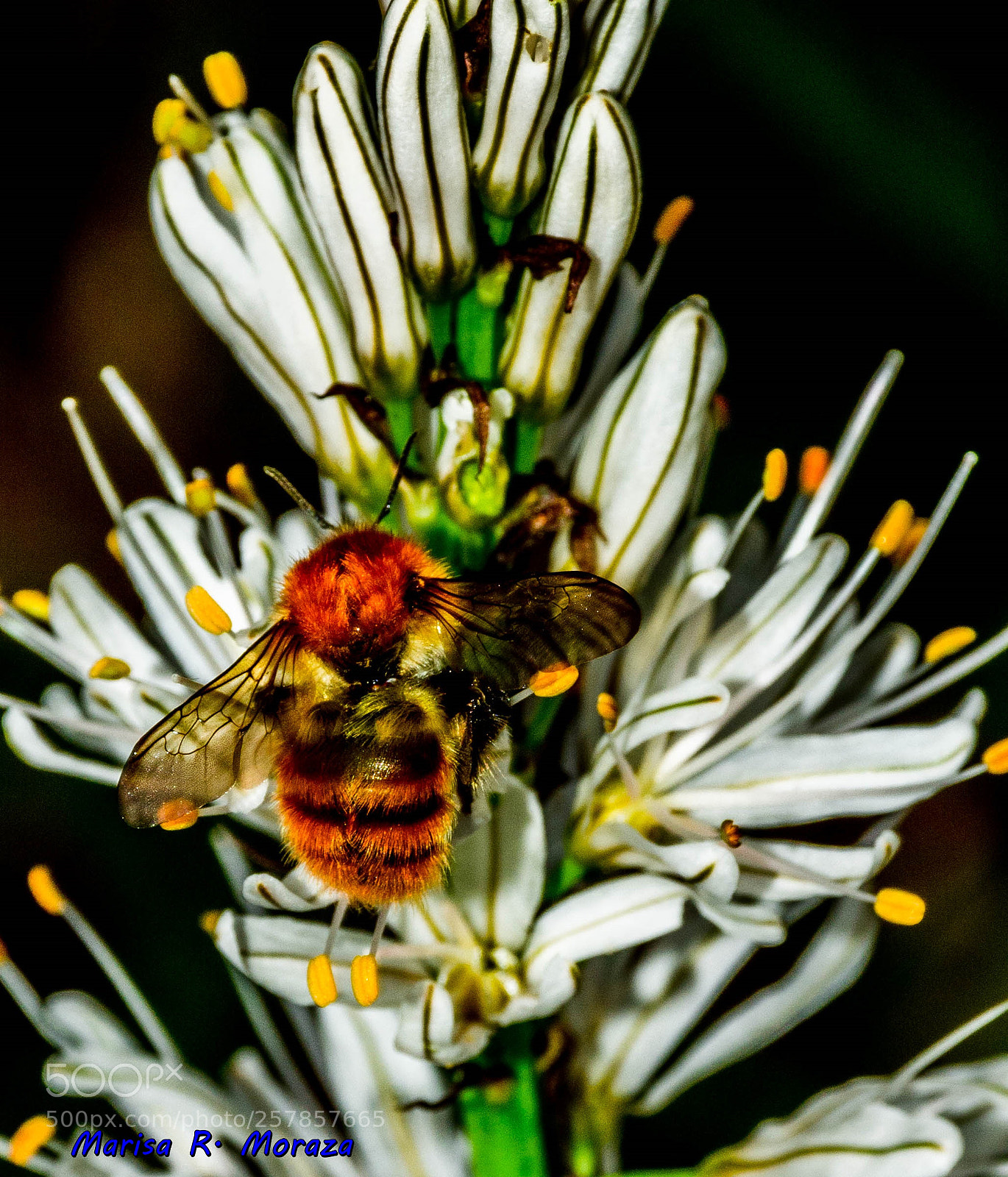 Nikon D7100 sample photo. Belleza natural photography
