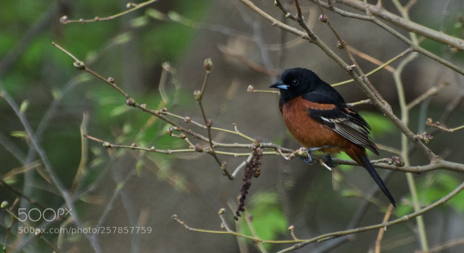 Nikon D80 sample photo. Orchard oriole photography