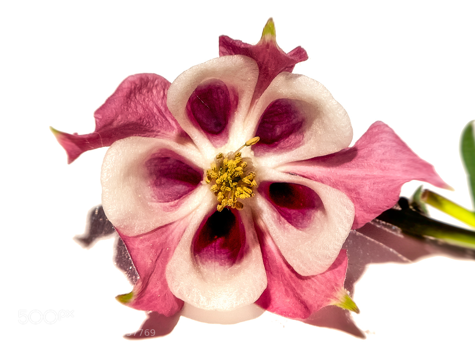 Nikon D810 sample photo. Closeup photography