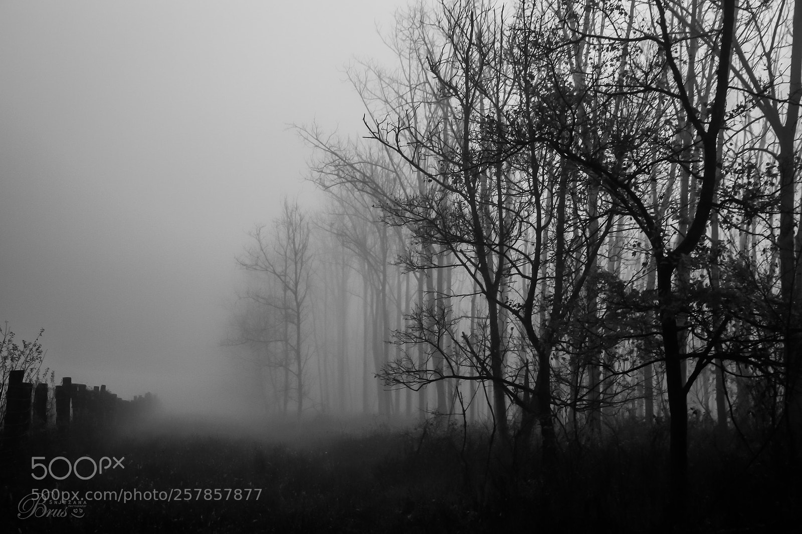 Canon EOS 7D sample photo. Mystic wood <3 photography