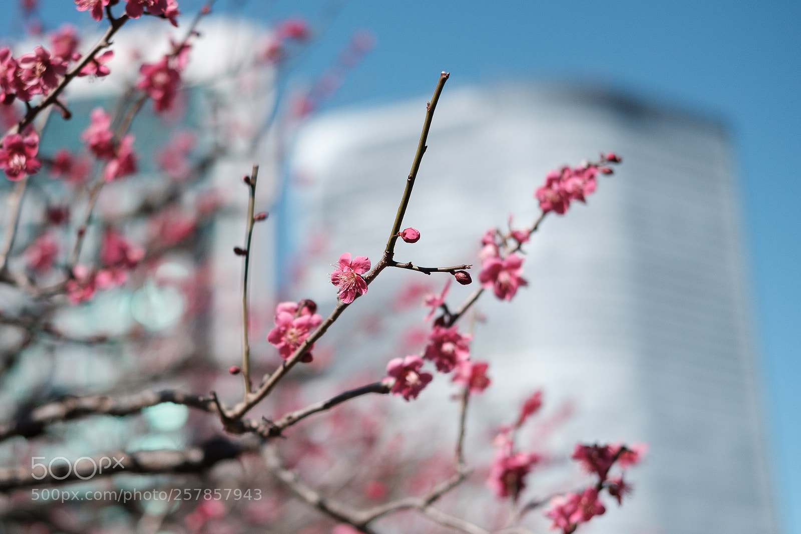 Fujifilm X-Pro2 sample photo. Dscf photography