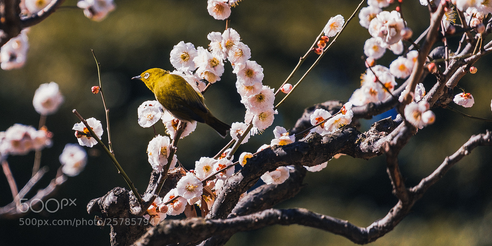 Fujifilm X-Pro2 sample photo. Dscf photography