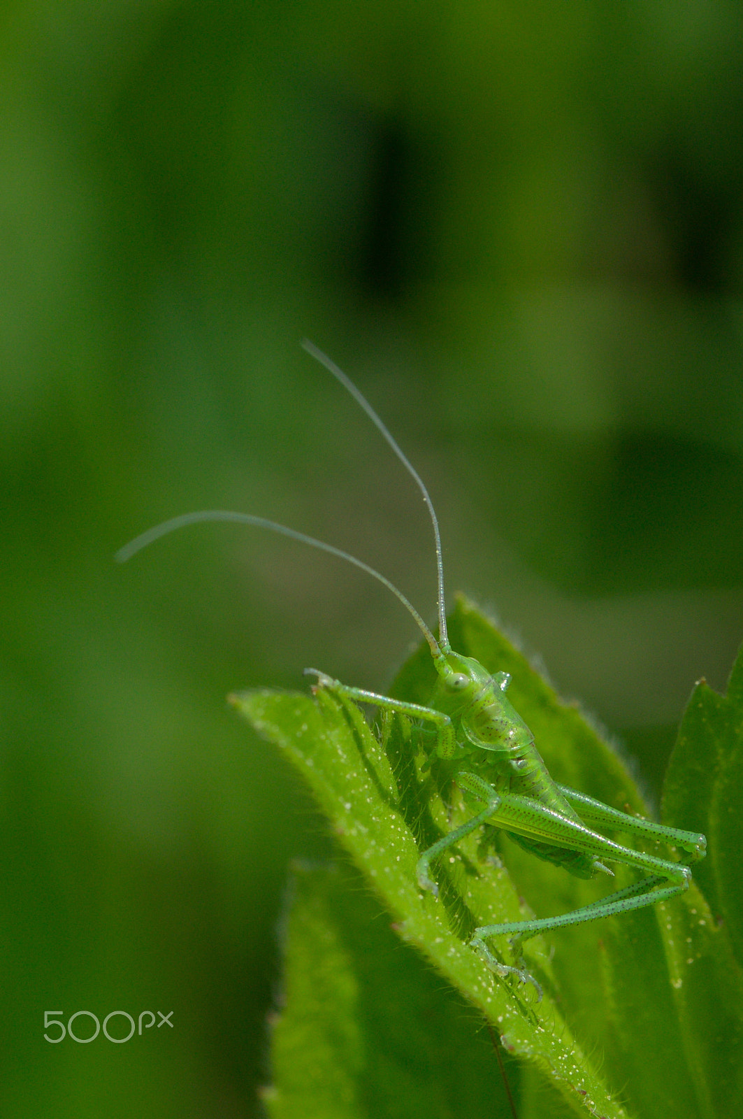 Tamron SP 90mm F2.8 Di VC USD 1:1 Macro sample photo. Flip photography