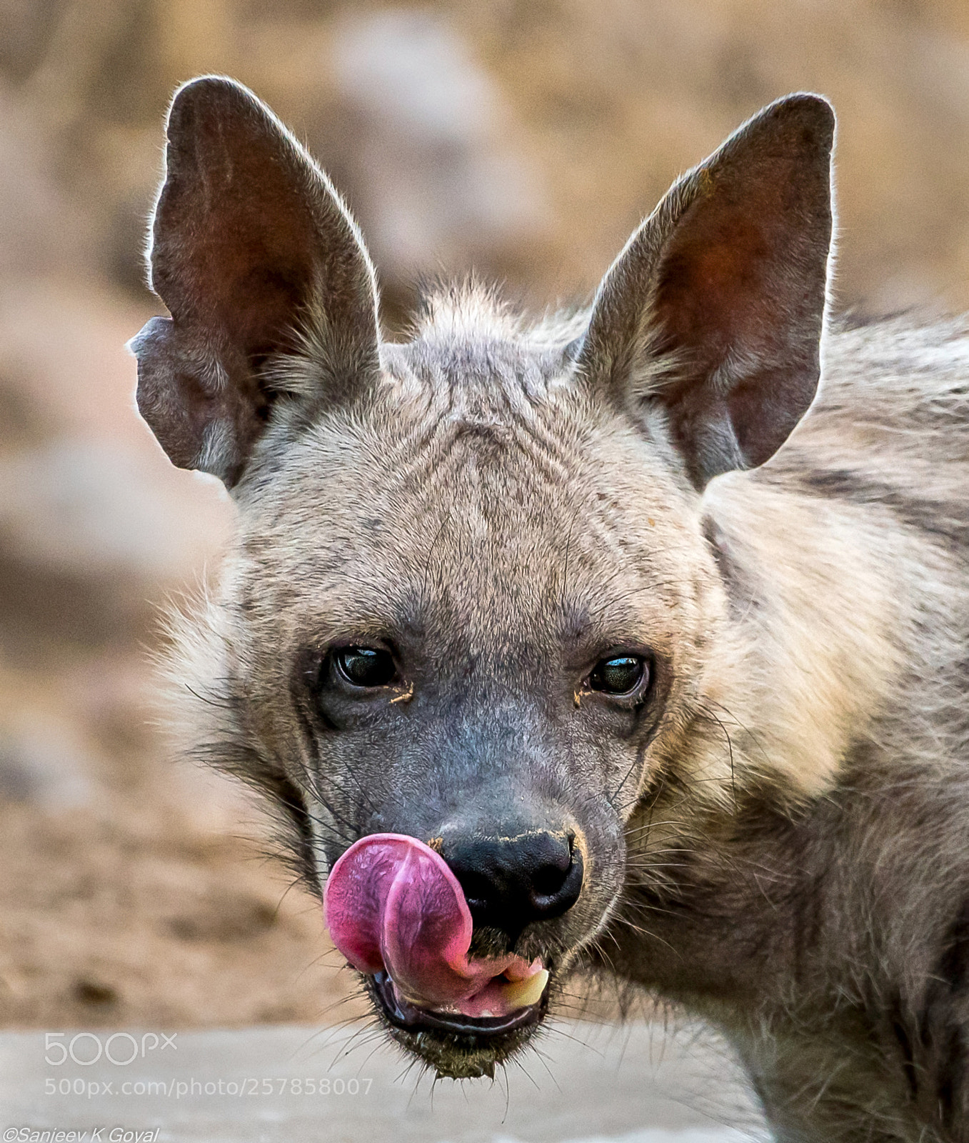 Nikon D750 sample photo. Hyena photography
