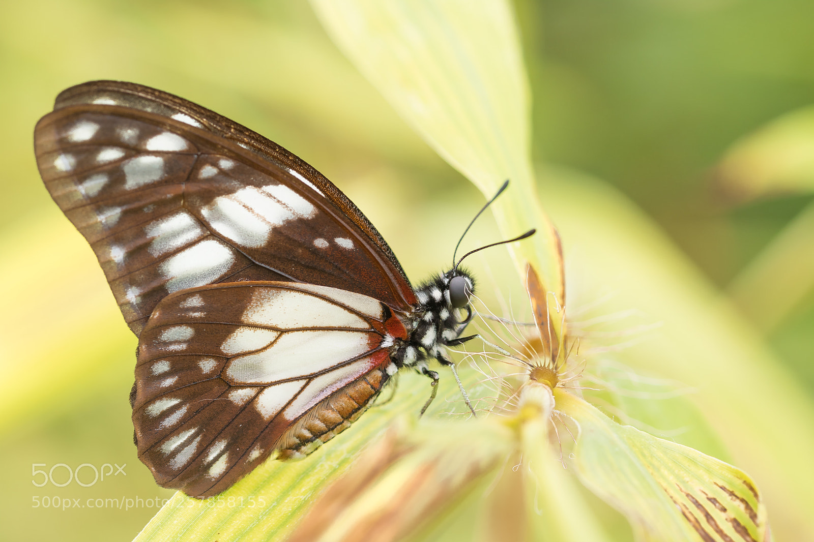 Canon EOS 760D (EOS Rebel T6s / EOS 8000D) sample photo. Graphium philonoe photography