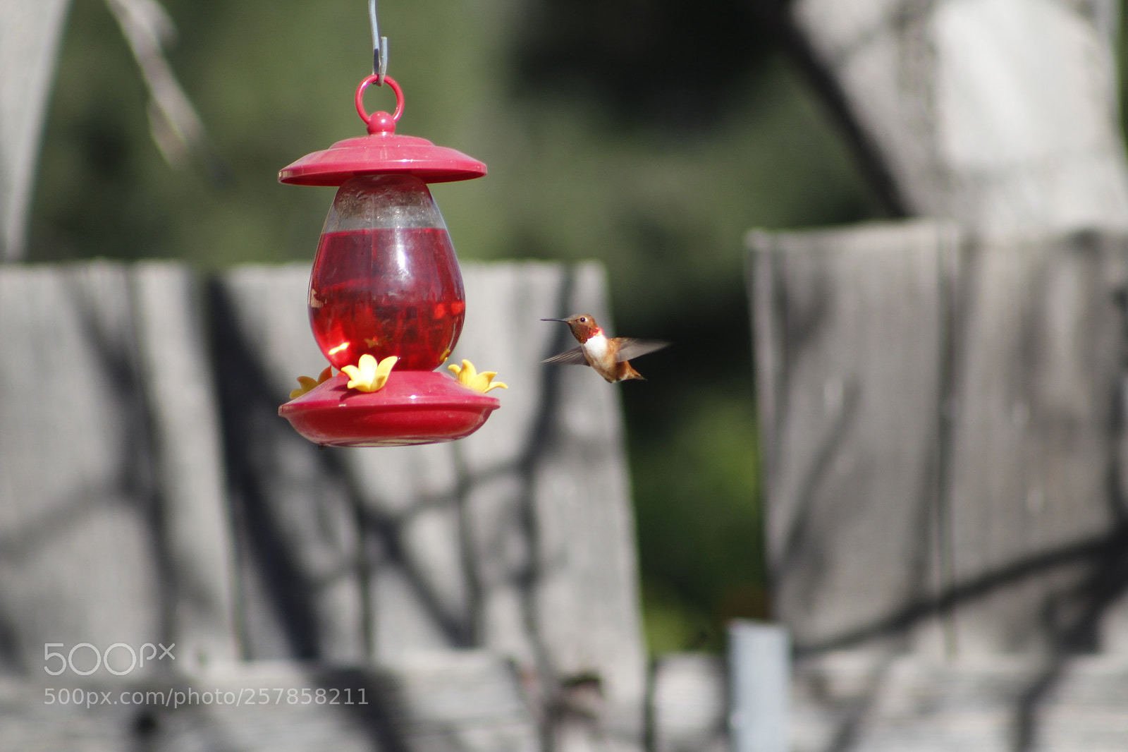 Canon EF 75-300mm f/4-5.6 sample photo. A rufous hummingbird at photography