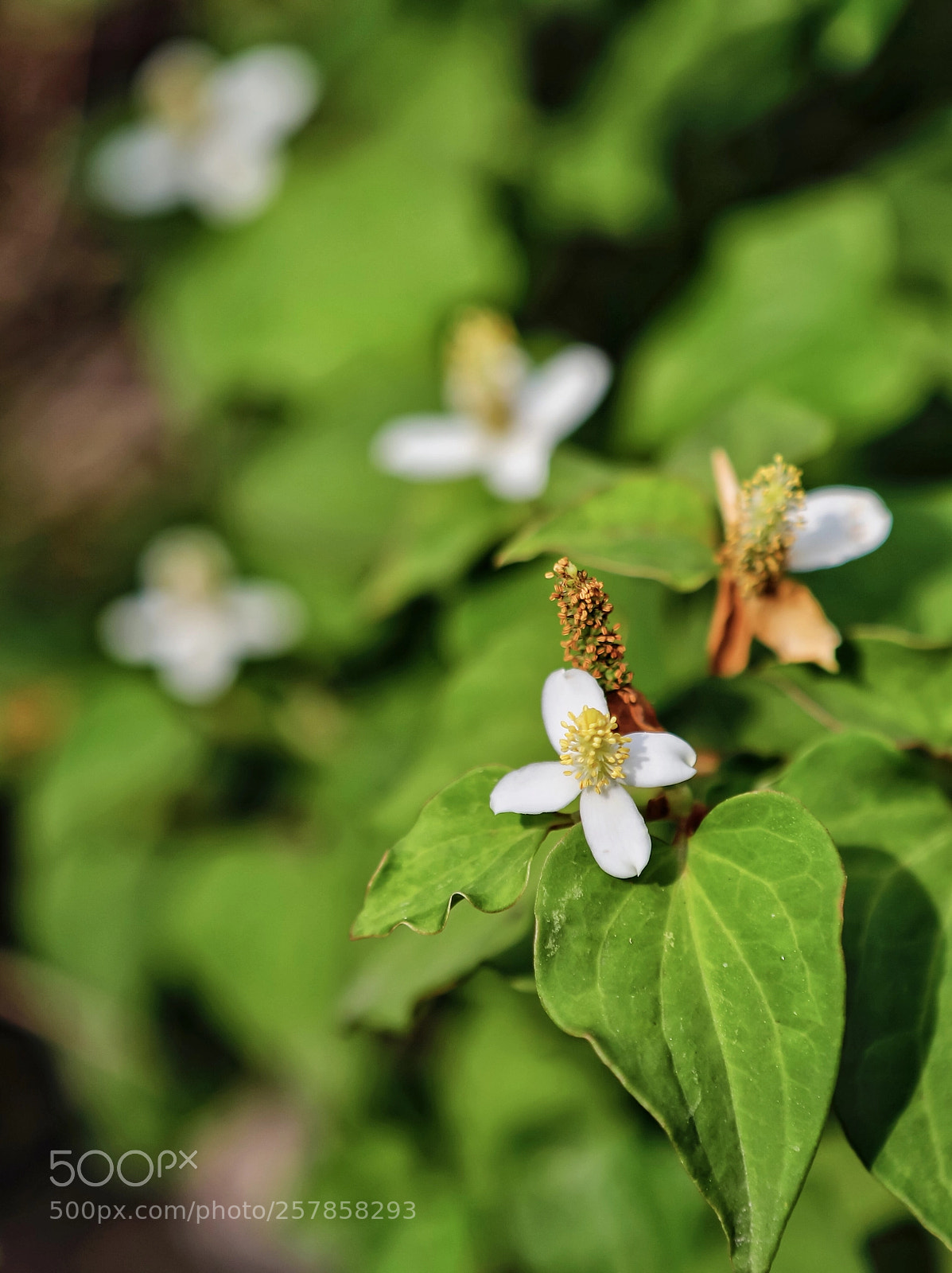 Canon EOS 5D Mark IV sample photo. Untitled photography