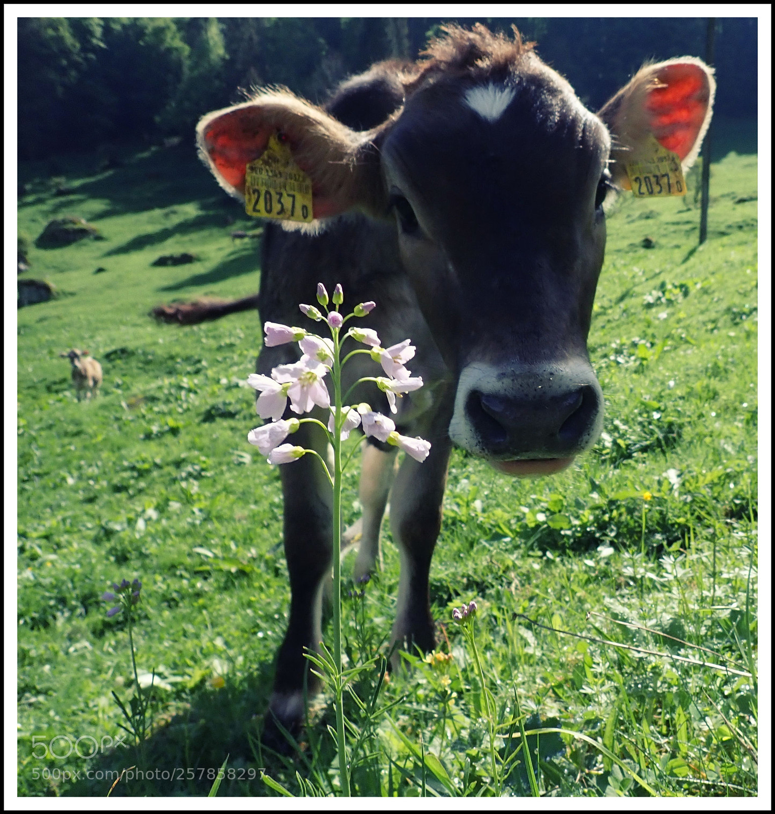 Olympus TG-5 sample photo. Soll ich, soll ich photography
