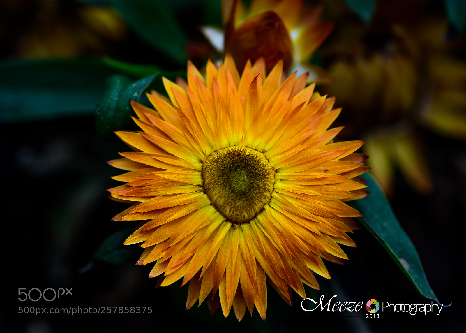 Nikon D750 sample photo. Bloom 2018 photography