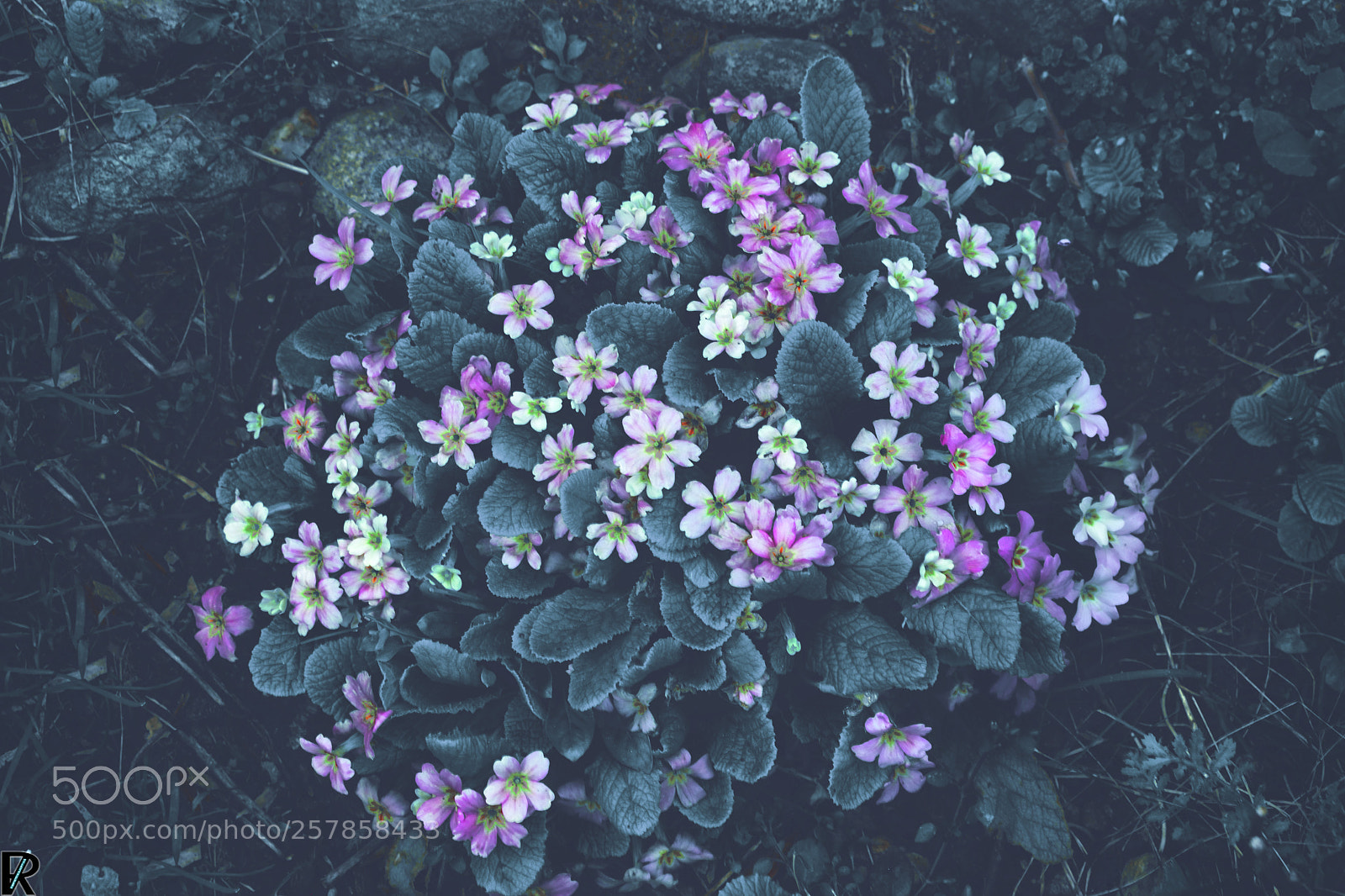 Nikon D3300 sample photo. Flowers | spring2018: flowers & blossoms photography