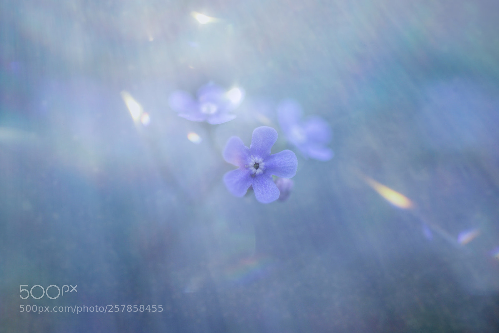 Nikon D800 sample photo. Forgetmenot in blue photography