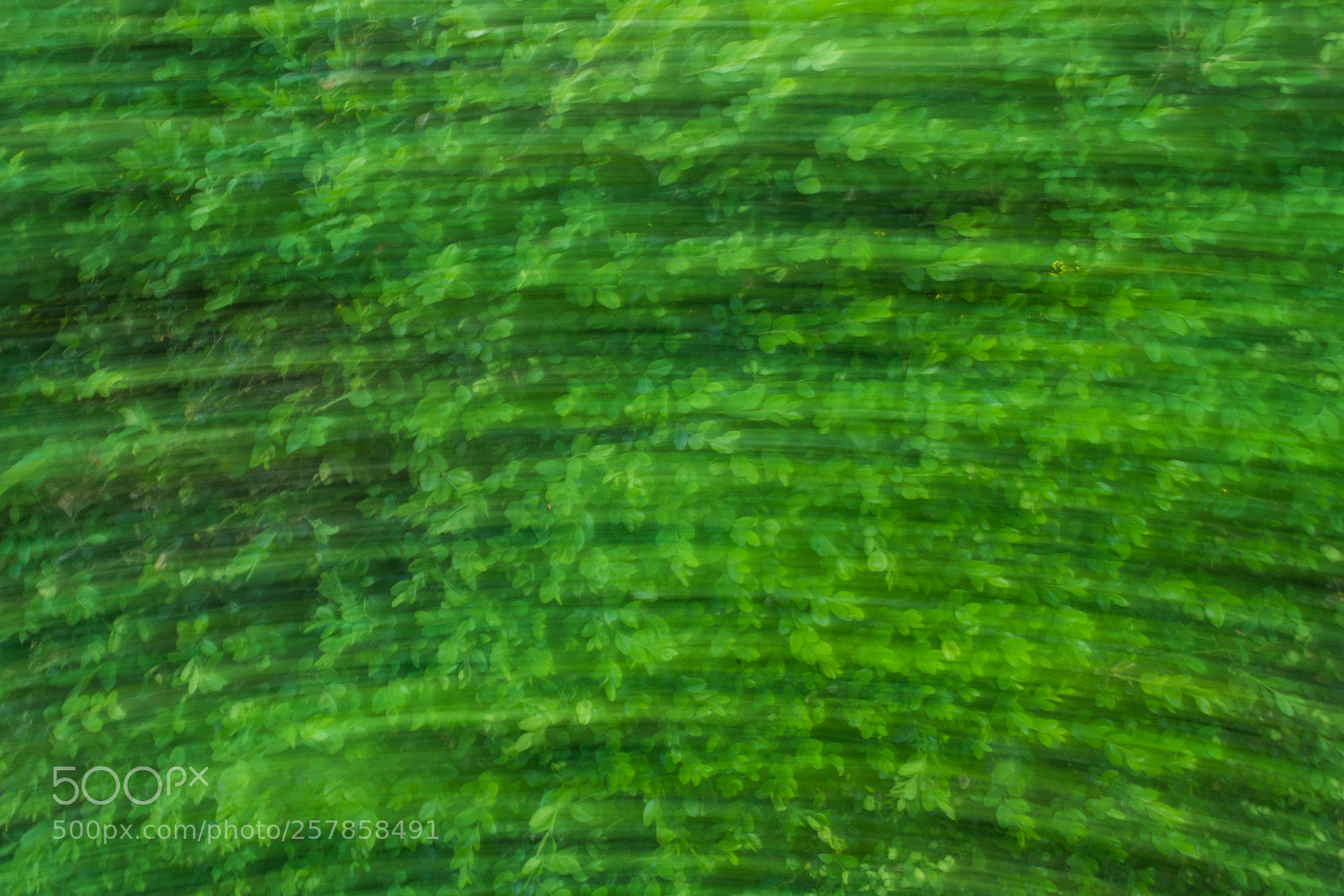 Nikon D7200 sample photo. Moving leaves photography
