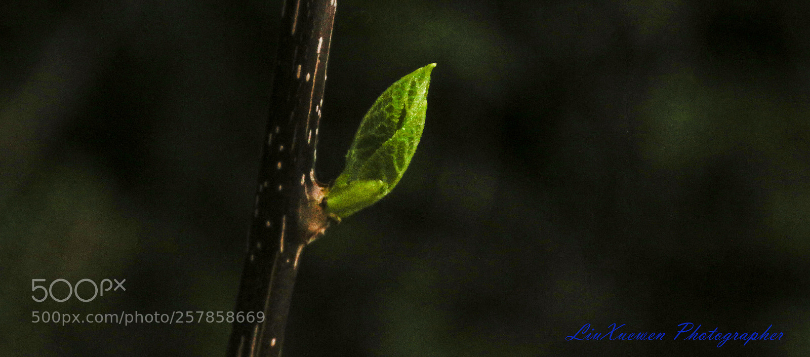 Canon EOS 70D sample photo. Green shoots photography