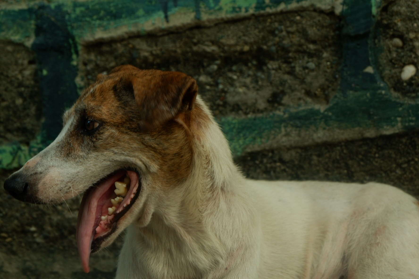 Fujifilm X-A10 sample photo. Uhaw photography