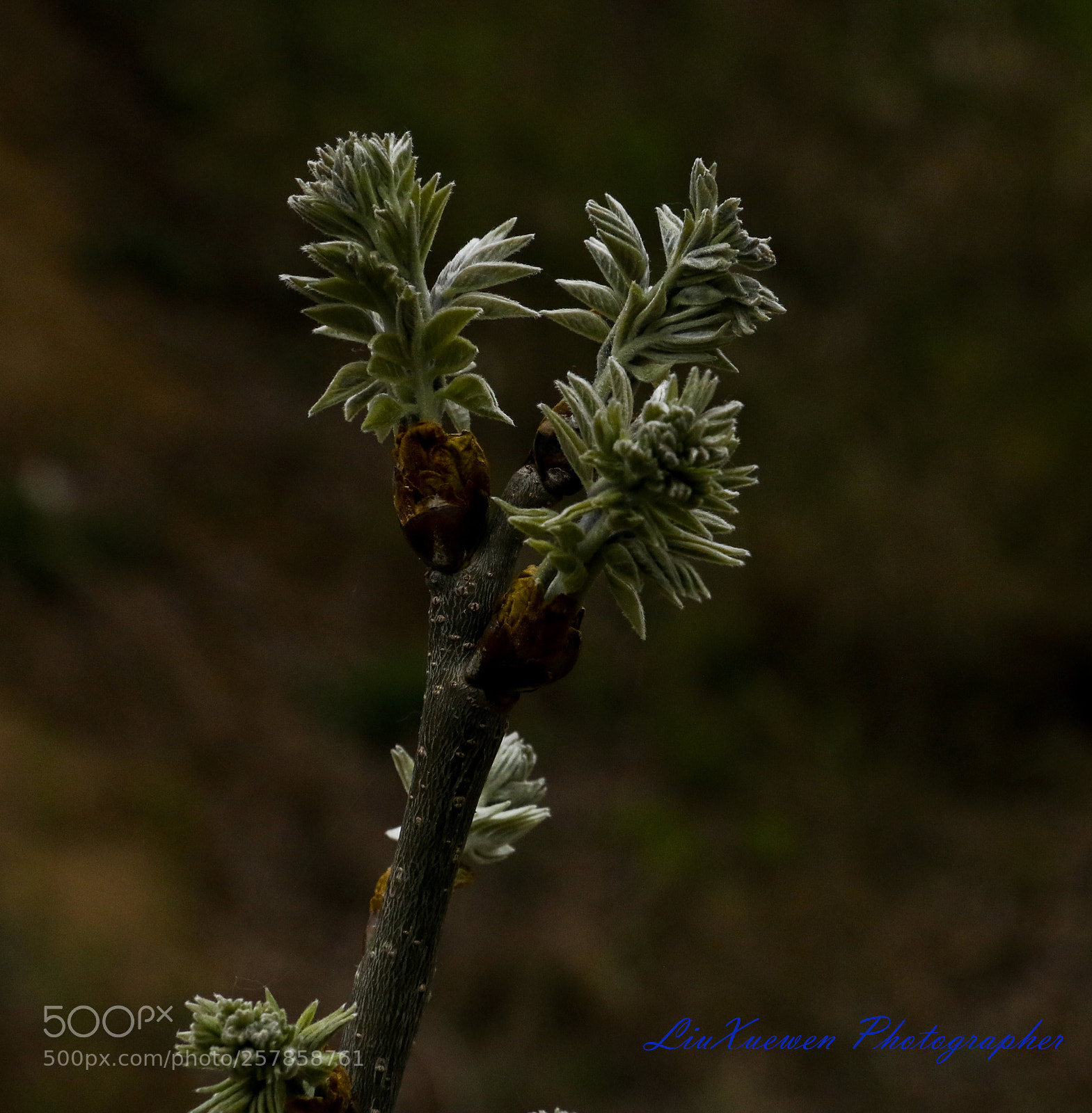 Canon EOS 70D sample photo. Suffruticosa plant photography
