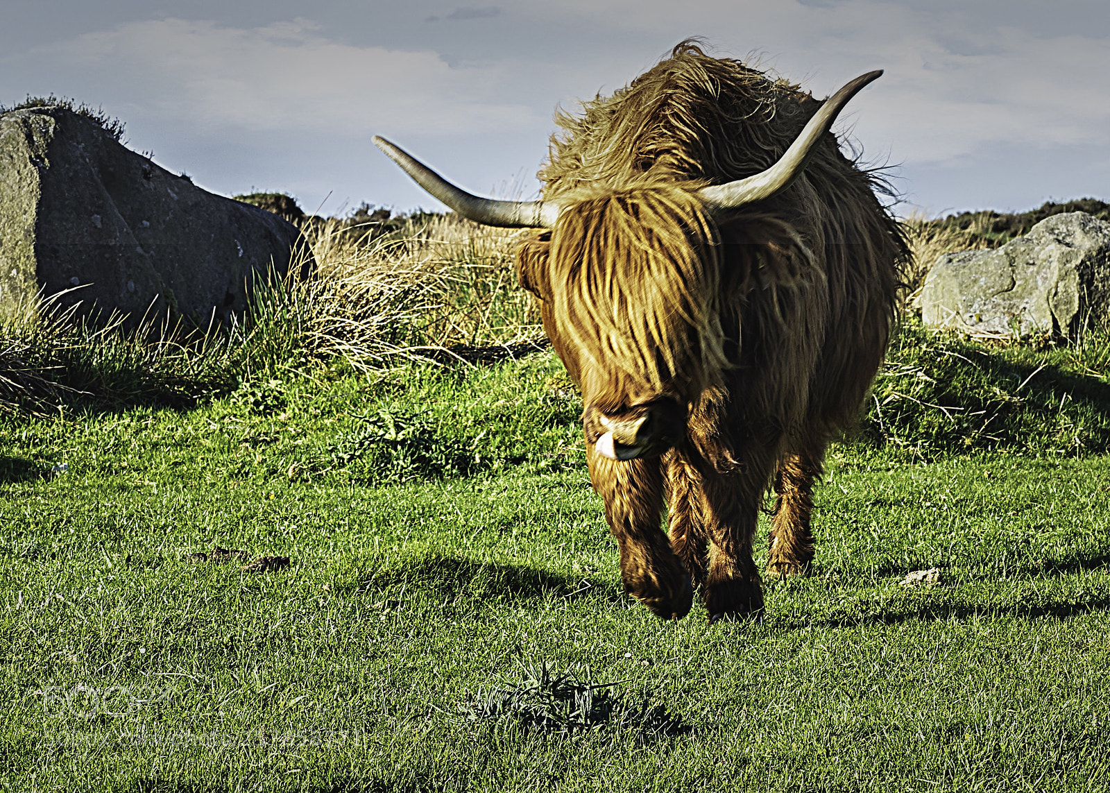 Olympus OM-D E-M5 II sample photo. Highland cattle photography