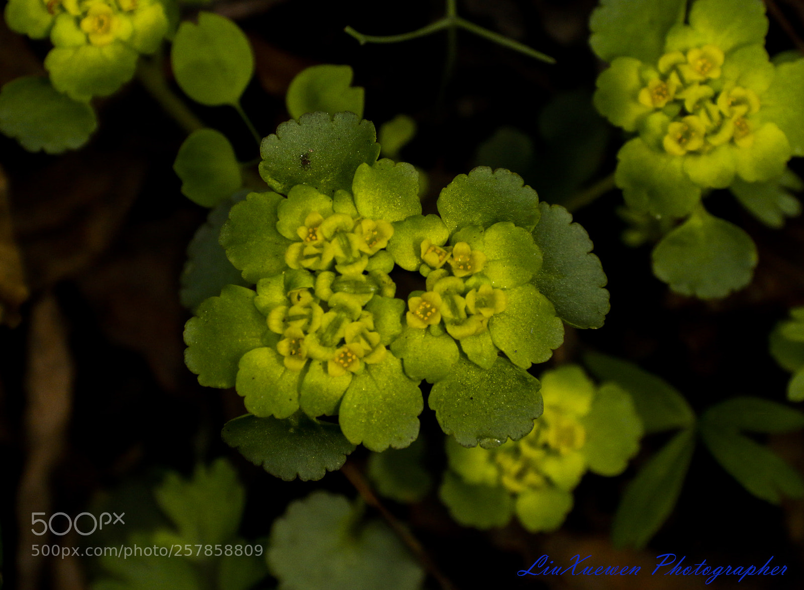 Canon EOS 70D sample photo. Star flower photography