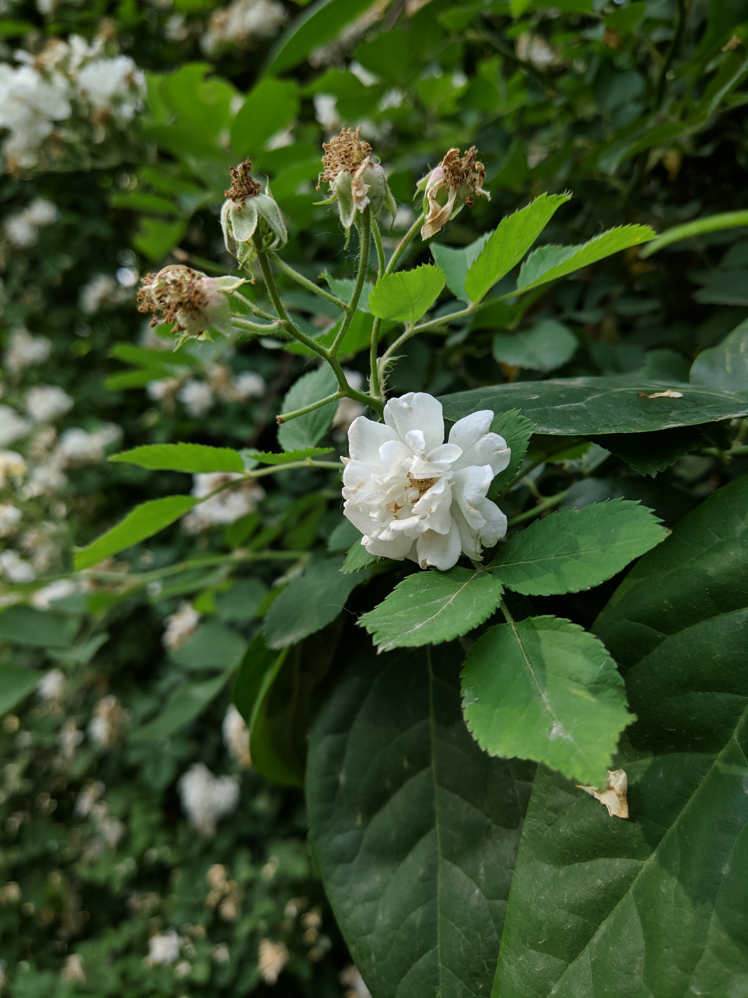 Xiaomi MI 5s sample photo