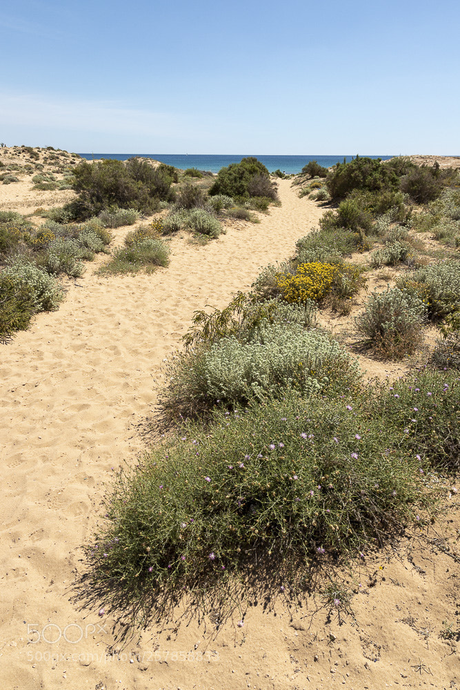 Canon EOS 6D Mark II sample photo. Sand dunes photography