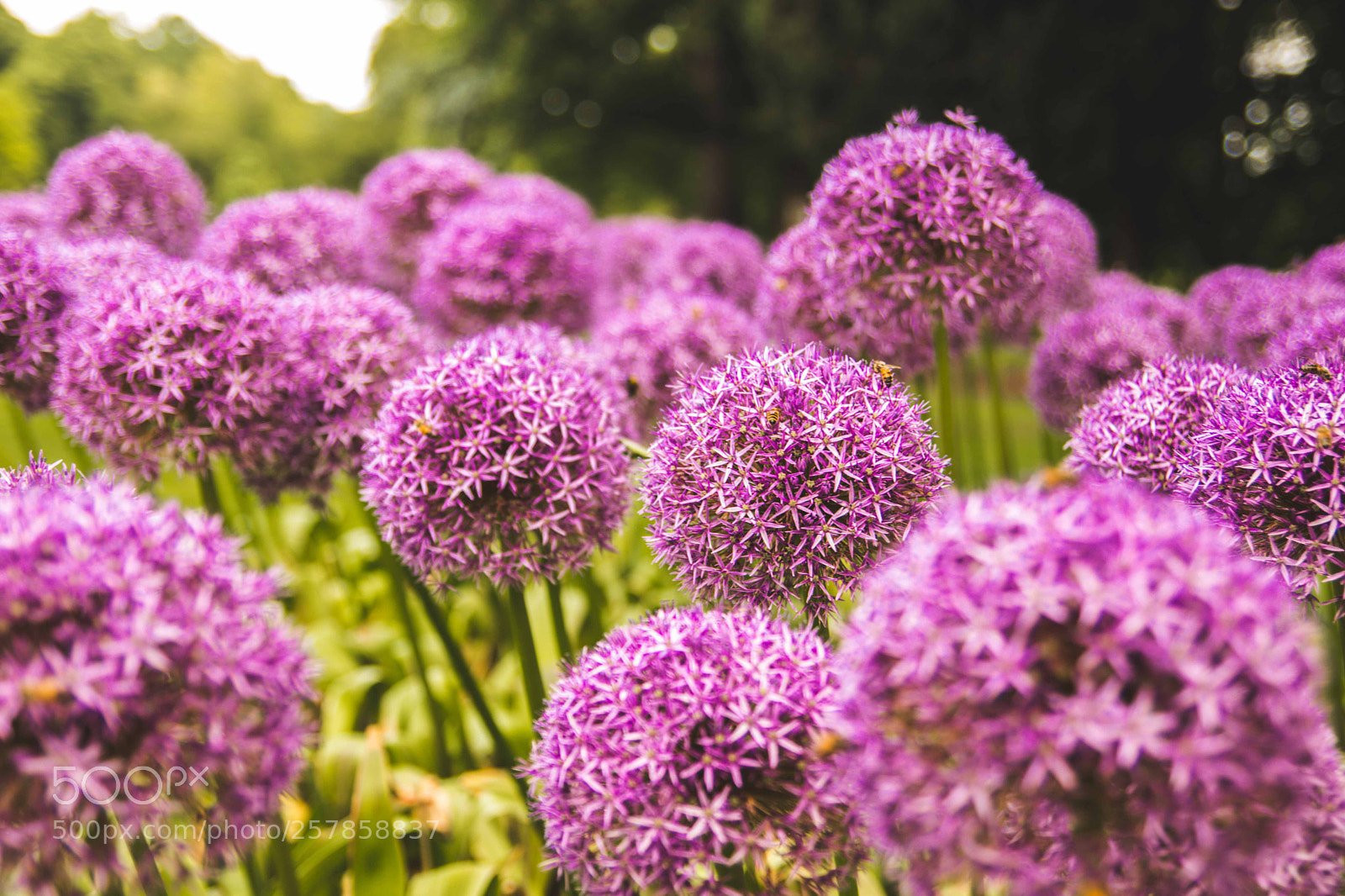 Canon EOS 80D sample photo. Flowers. photography