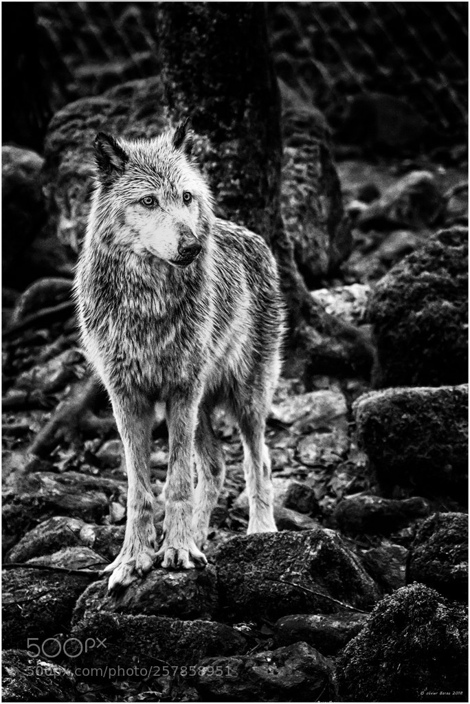 Nikon D750 sample photo. Loup photography
