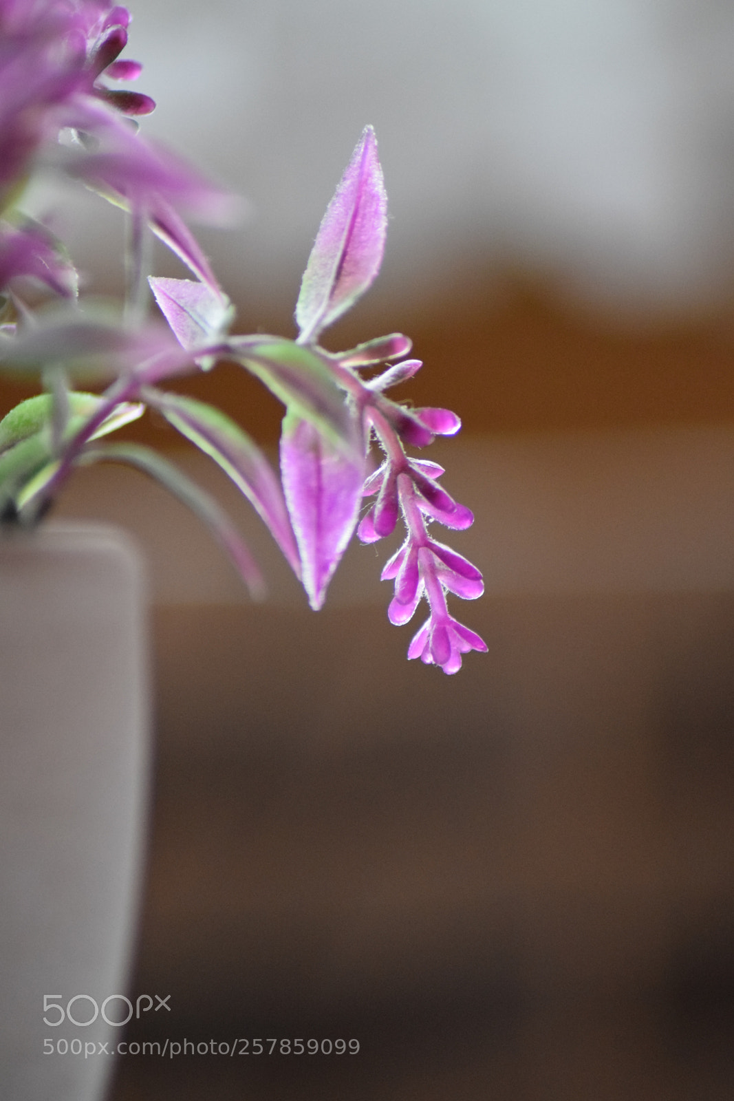 Nikon D5300 sample photo. Pink plant photography