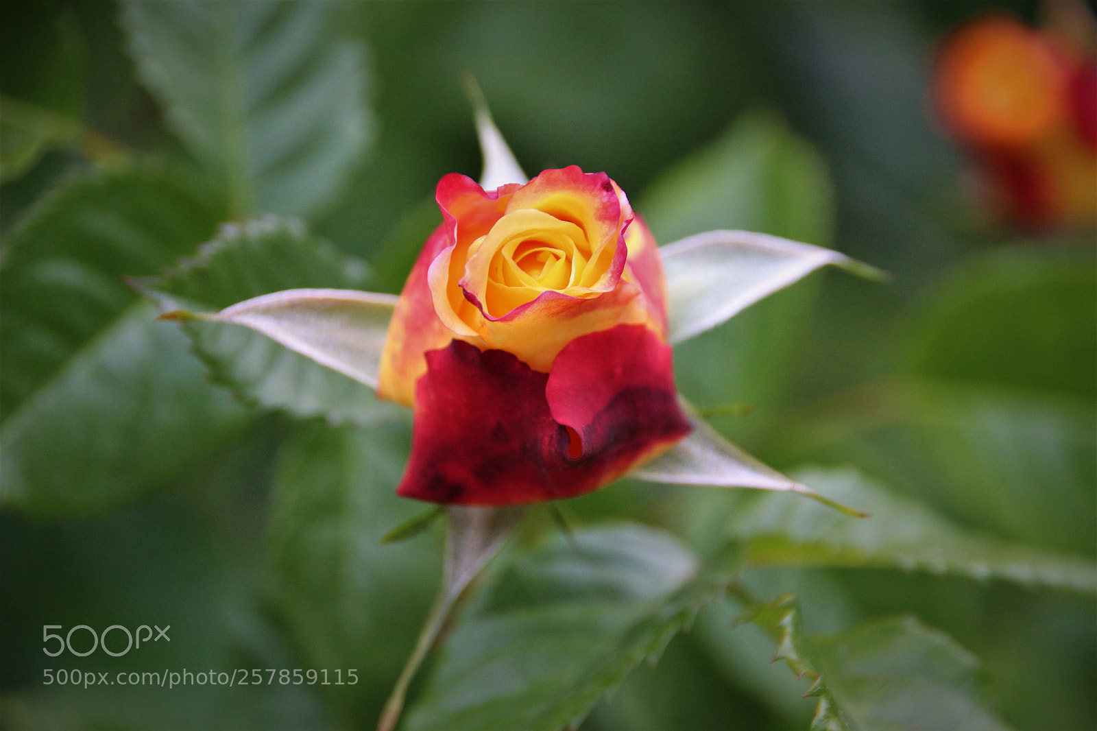 Canon EOS 100D (EOS Rebel SL1 / EOS Kiss X7) sample photo. May 14..t m m........ photography