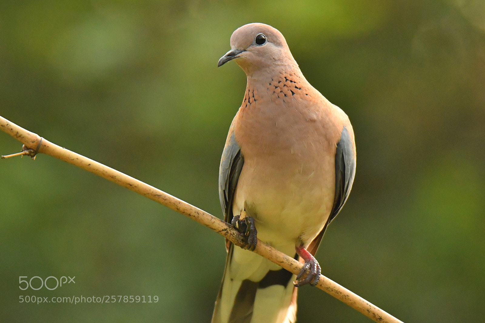 Nikon D7500 sample photo. Dove photography