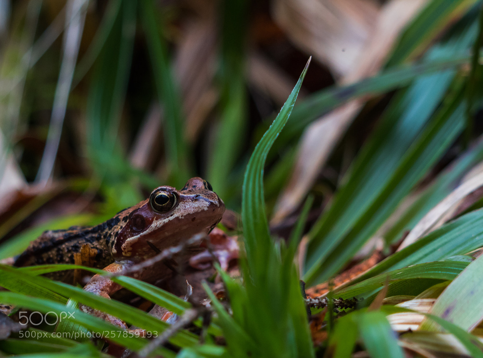 Canon EOS 1300D (EOS Rebel T6 / EOS Kiss X80) sample photo. European common frog photography