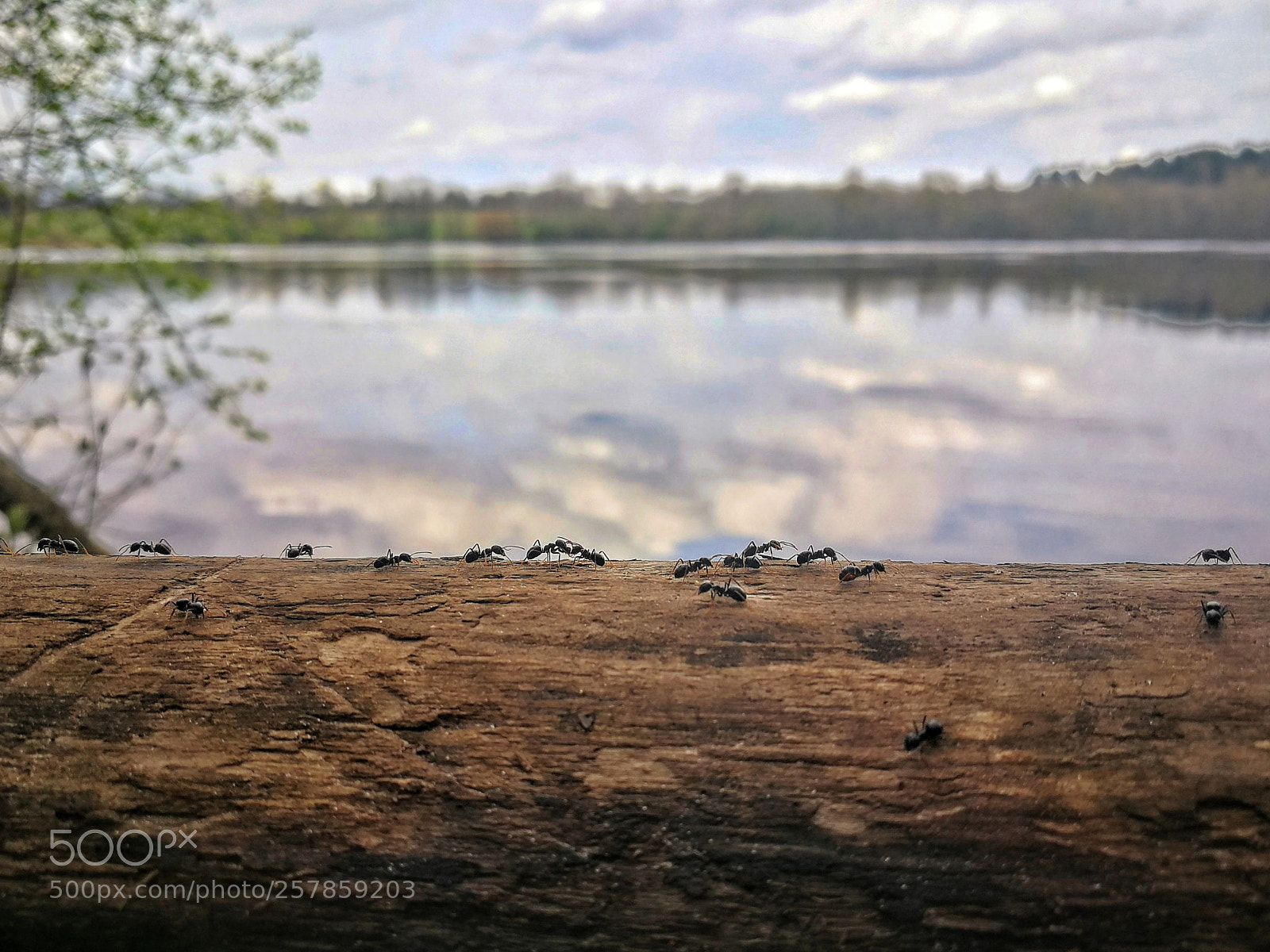 HUAWEI P10 sample photo. Ant path photography