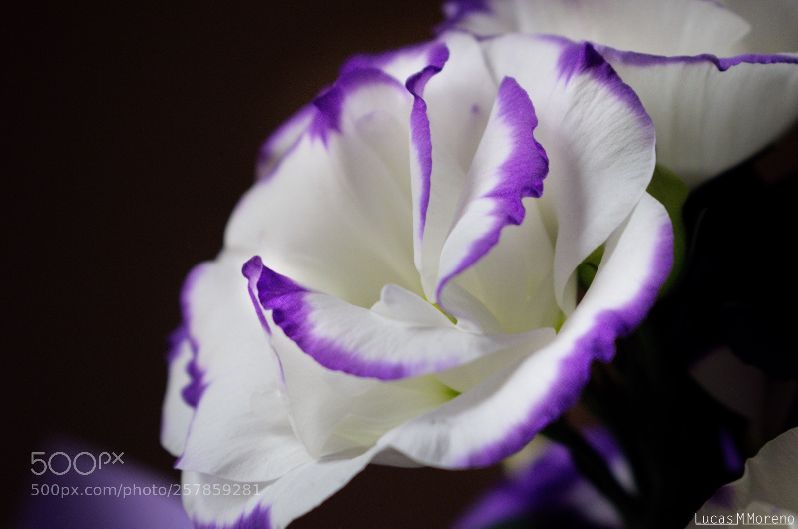 Nikon D3300 sample photo. Purple on white photography