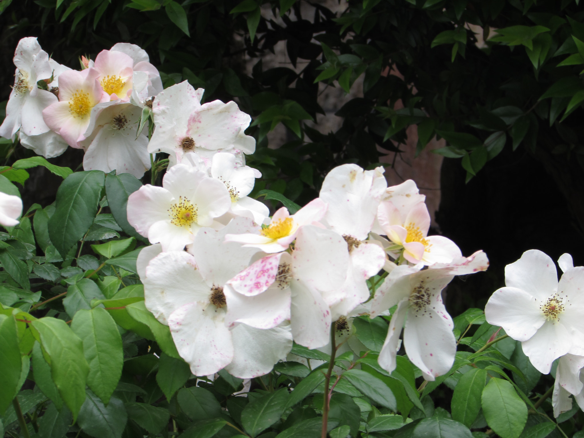 Canon PowerShot SX510 HS sample photo. Flores de la vida photography
