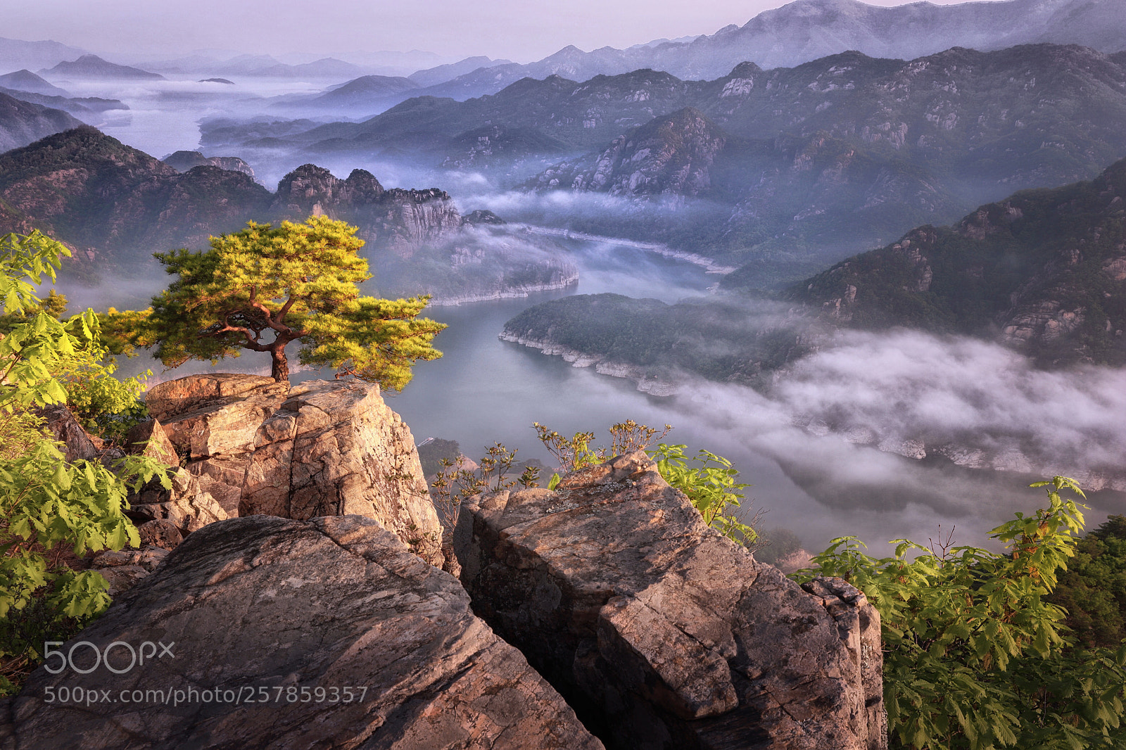Canon EOS 6D Mark II sample photo. Lonesome tree, 月岳山 photography